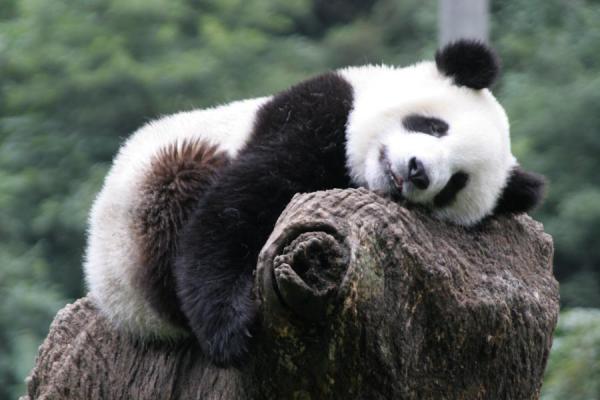giant-panda08.jpg