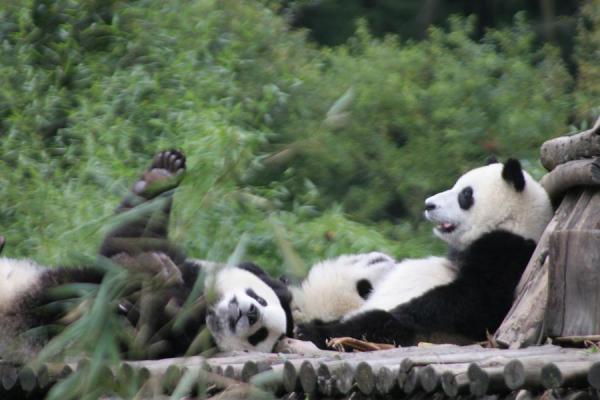[Image: giant-panda12.jpg]