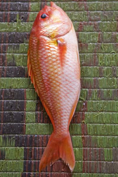 picture of lone red fish for sale mutrah oman fish for sale 350x525