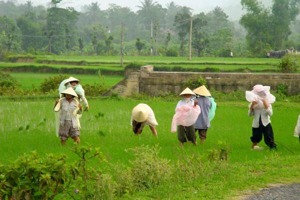 Image of Working the ricefields in the Central Highlands, Vietnam