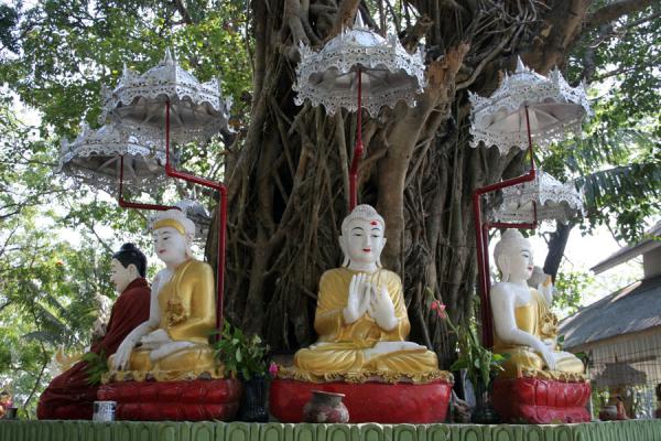 Image of Buddha images around a tree on islet in Kandawgyi Lake, Yangon, Myanmar (Burma)
