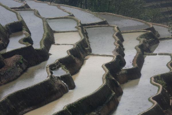 terraces in china. Image of Bada rice terraces