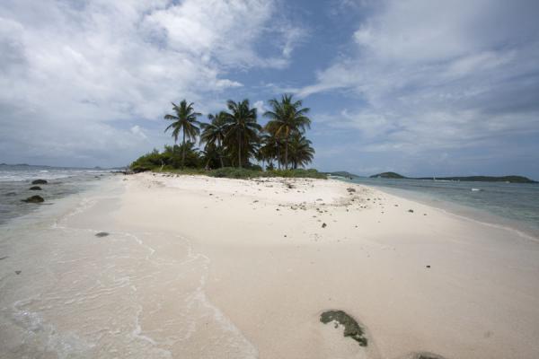 Picture of Tobago Cays (Saint Vincent and the Grenadines): Sand and palm trees rising out of the sea: Petit Tabac island