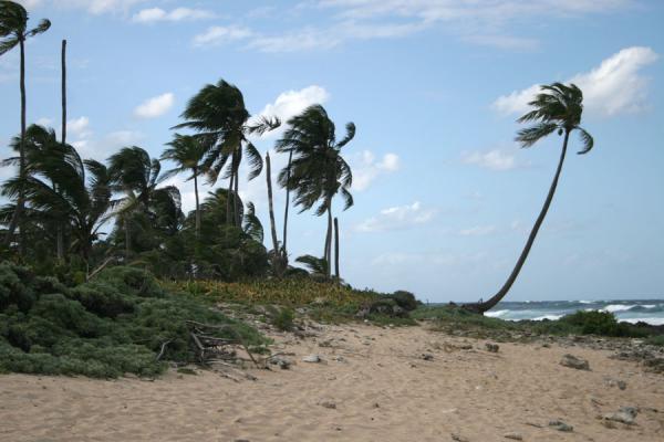 Image of Utila: palm trees struggling against the wind on the north coast, 