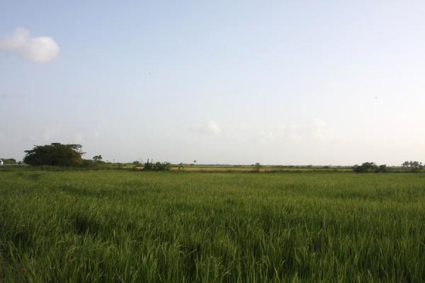 Rice fields in a flat land