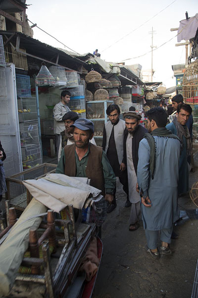 Man pushing a cart through the bird market of Ka Faroshi | Ka Faroshi Market | Afghanistan