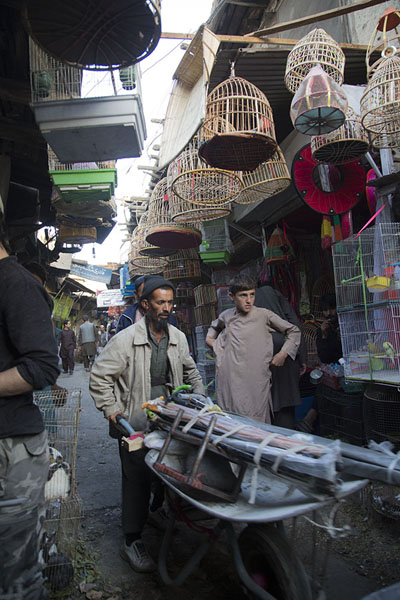 Man walking a wheelbarrow in the bird market of Ka Faroshi | Ka Faroshi Market | Afghanistan
