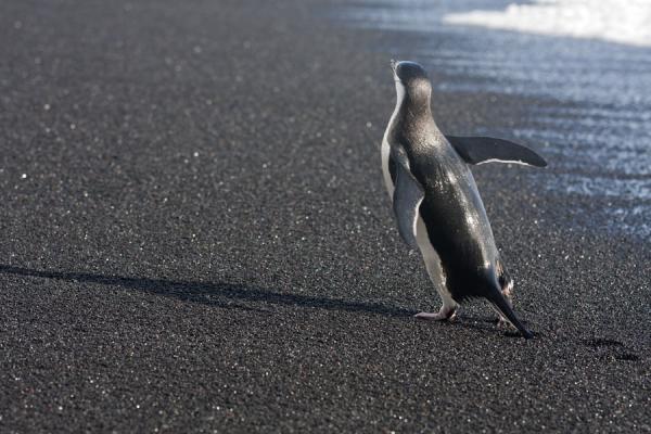 Foto di Chinstrap penguin getting out of the sea at Baily HeadBaily Head - Antartide