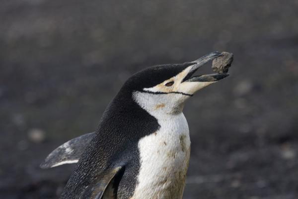 Foto di Chinstrap penguin carrying a small stone to his nestBaily Head - Antartide