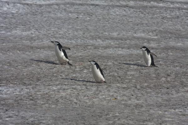Chinstrap penguins waddling across a snow field | Baily Head | Antártida