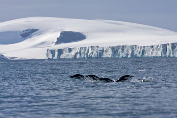 Foto van Antarctica (Penguins porpoising at the edge of Antarctica at Brown Bluff)