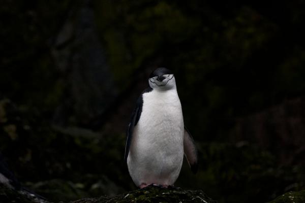 Picture of Chinstrap penguin showing off at Point WildElephant Island - Antarctica