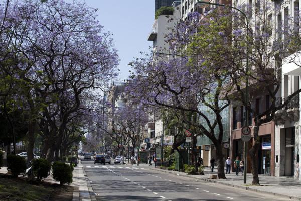 Foto di Jacaranda trees lining Carlos PellegriniAvenida 9 de julio - Argentina