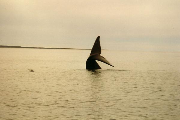 Picture of Whale at Puerto Madryn