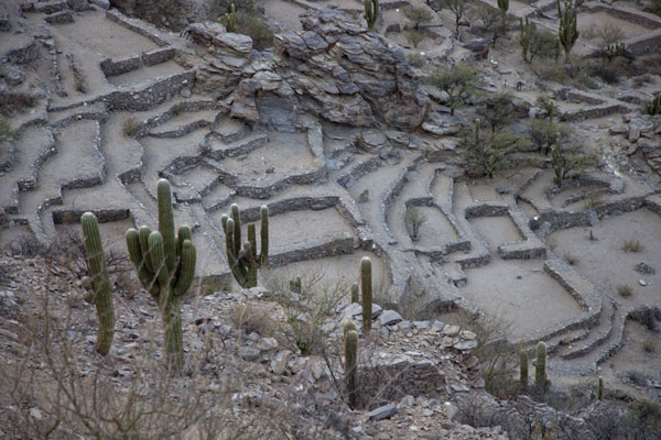 Picture of View from the ruins of Quilmes from above with candelabra cacti