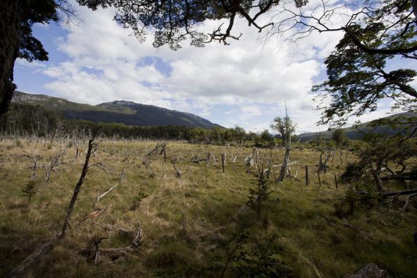 Picture of Tierra del Fuego National Park (Argentina): Typical landscape of Tierra del Fuego