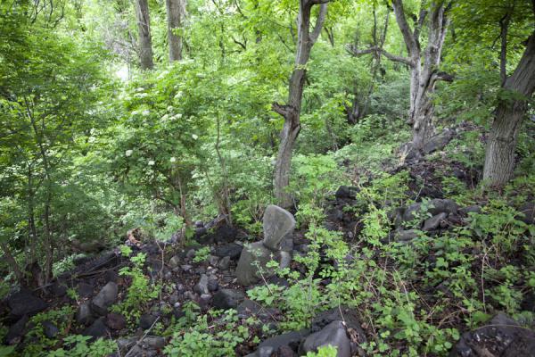 Picture of Forest near Kobayr Monastery with lone khachkar