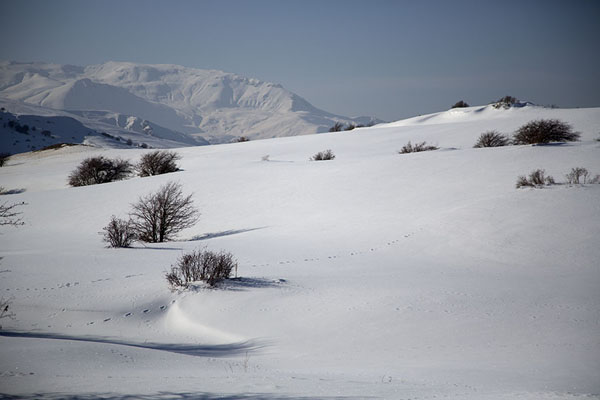 Bushes and traces of animals in the snow near Lake Batabat | Batabat Lake | Azerbaijan