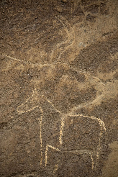 Picture of Petroglyph with the head of a bull and a horse