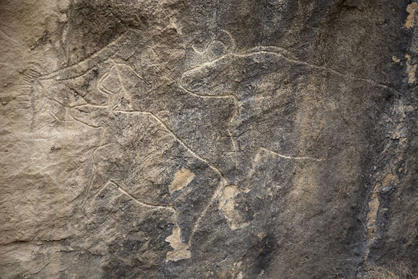 Picture of Bulls and humans depicted in a petroglyph of GobustanGobustan - Azerbaijan