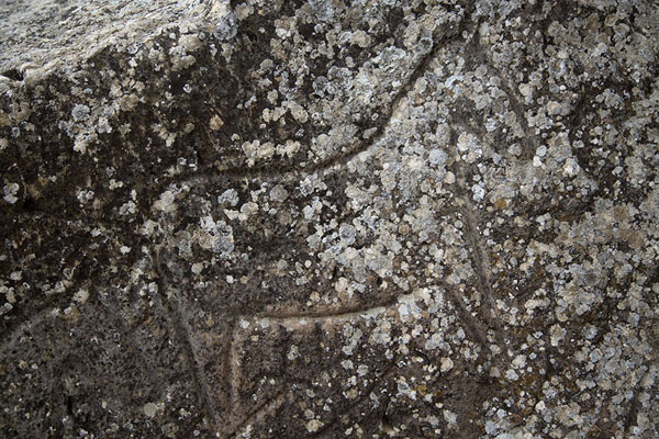 Close-up of a petroglyph of a horse | Gobustan petrogliefen | Azerbeidjan