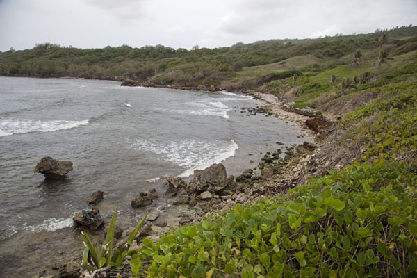 Foto de View of Congor Bay - Barbados - América