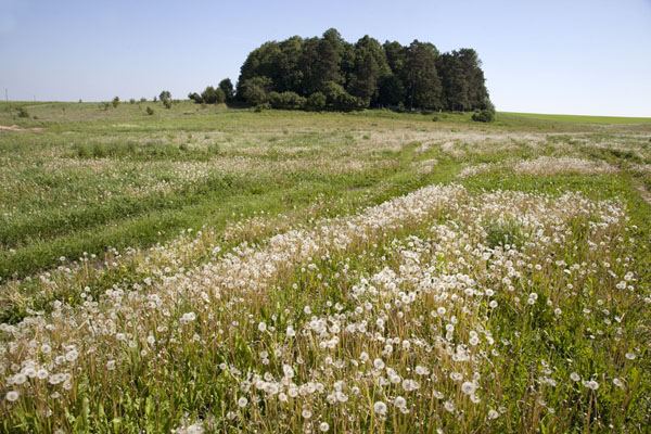 Picture of Flowers in the fields with the woods where the cemetery is hidden in the distanceMir - Belarus