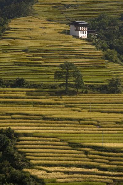 Rice terraces next to the chorten | Khamsum Yuelley Namgyal Chorten | Bhutan