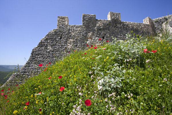 Foto van Wall of Blagaj fortress appearing behind spring flowersBlagaj - Bosnië en Herzegovina