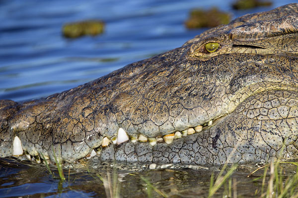 Picture of Close-up of a crocodile in Chobe riverChobe - Botswana