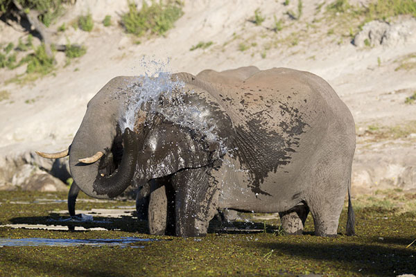 Photo de Botswana (Elephant shower in Chobe river)