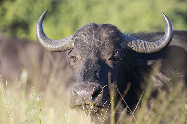 Picture of Close-up of a buffalo in Chobe National ParkChobe - Botswana
