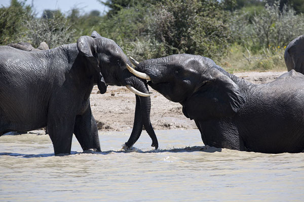 Foto de Botsuana (Elephants in the water in Nxai Pan)
