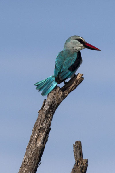 Foto van Kingfisher resting on a branch in the Okavango delta - Botswana - Afrika