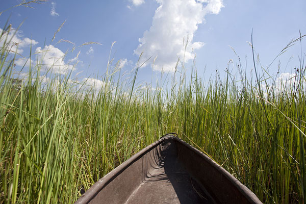 Picture of Mokoro going through the high grass of the Okavango delta