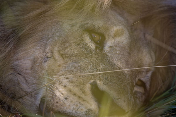 Foto de Lion resting in the shadeSavuti - Botsuana