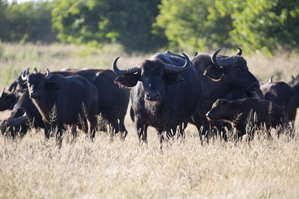 Picture of Herd of buffaloes in the early morningSavuti - Botswana