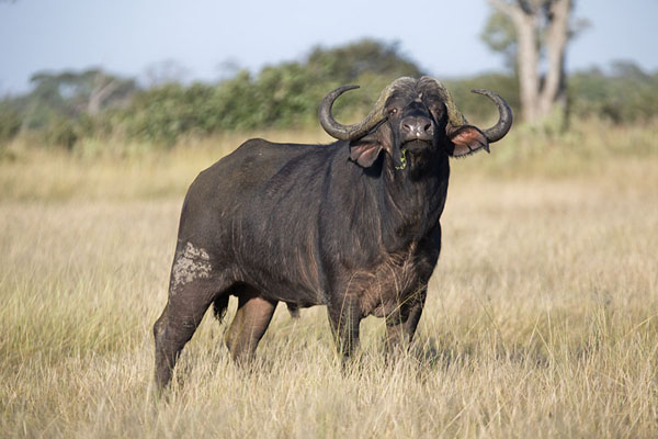 Picture of Buffalo monitoring his surroundings in SavutiSavuti - Botswana