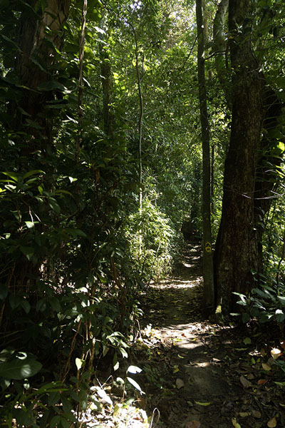 Trail leading up to Corcovado | Corcovado | le Brésil