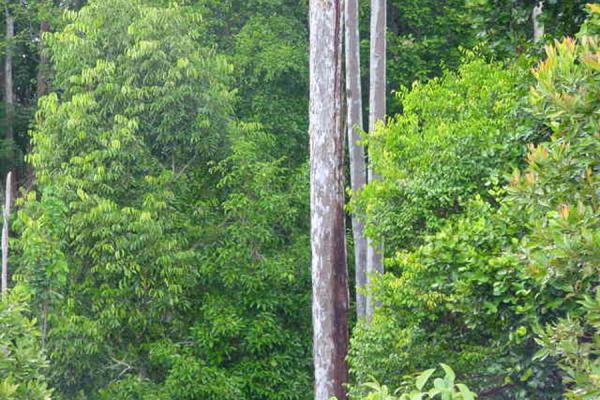 Picture of Bukit Patoi rain forest
