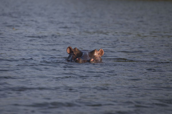 Hippo sticking out its head from the surface of Tengrela Lake | Tengrela Lake | Burkina Faso