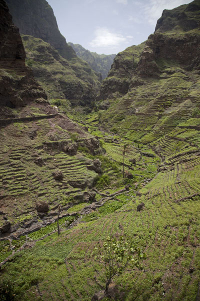 Foto de Looking into the green valley of Corvo - Cabo Verde - Africa