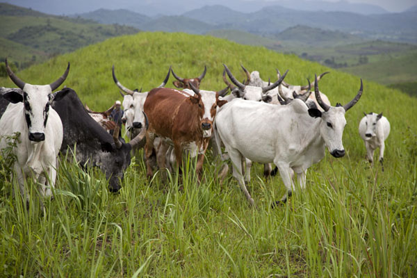 Cows walking the crater rim above Lake Wum | Grassfields Ring Road | Cameroun