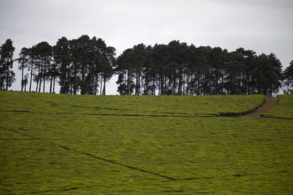 Tea plantation between Nkambe and Kumbo | Grassfields Ring Road | Camerún