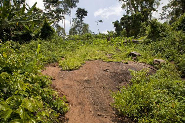 Rocks sometimes peek through the thick vegetation of Mount Eloundem | Mount Eloundem | Cameroon