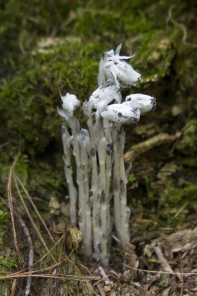 Foto di Indian pipe spotted on Beausoleil IslandIsola Beausoleil - Canada