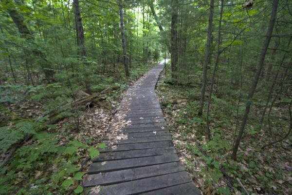 Wooden planks on part of the trail on Beausoleil Island | Ile Beausoleil | le Canada