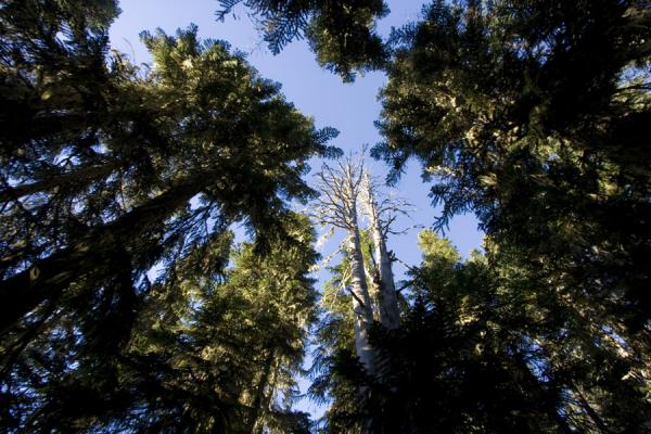 Picture of Panorama Ridge (Canada): Trees in the Taylor Meadow section: looking through the canopy