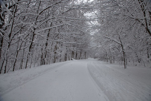 Picture of Snowshoeing Montreal (Canada): Thick layer of snow on the trail and trees on the slopes of Mont Royal