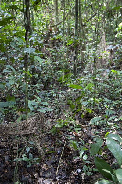 Part of the net fixed to trees and plants waiting for an animal to be trapped | BaAka net hunting | Central African Republic
